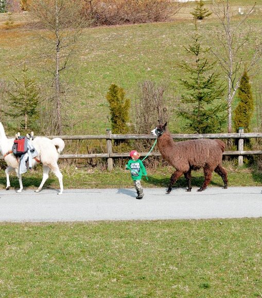 Lamatrekking Lamatrekking