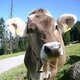 Tiere Kuh Kalb Tiere Kuh Kalb