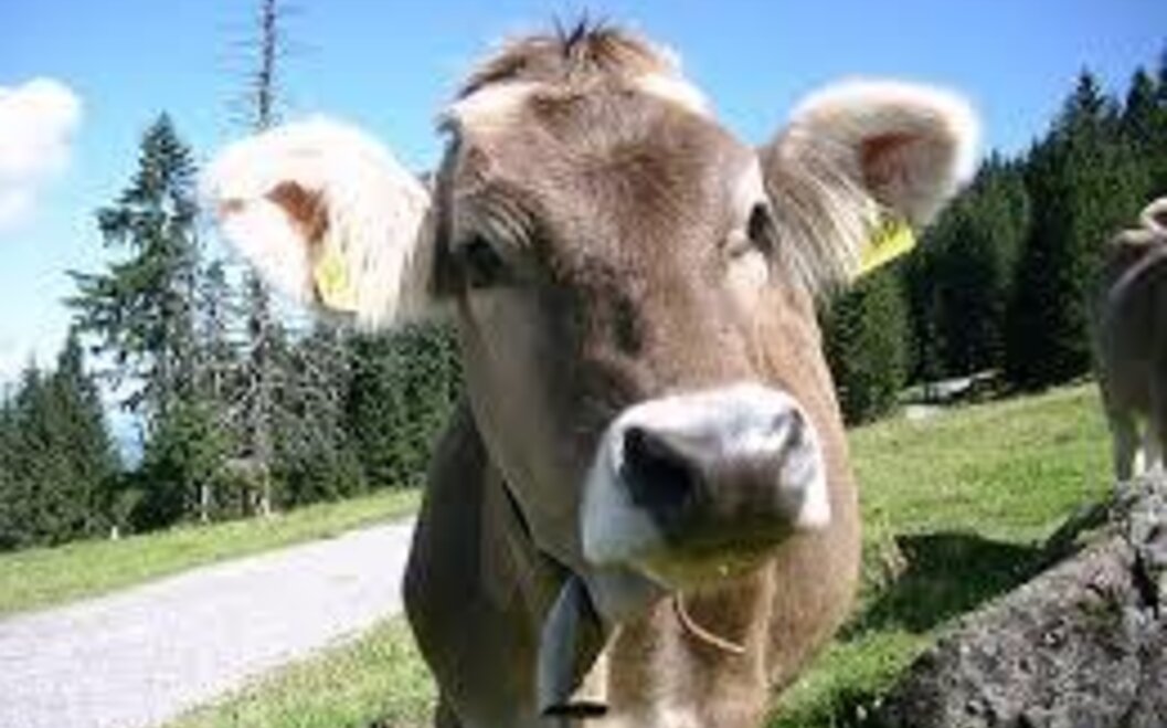 Tiere Kuh Kalb Tiere Kuh Kalb