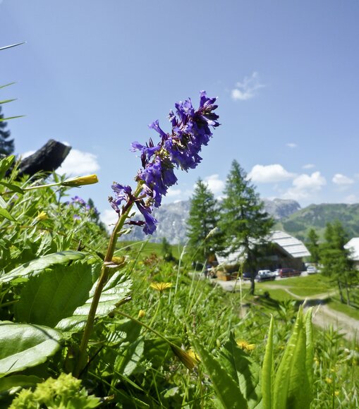 Nassfeld-Kaernten-Berge-Oesterreich-Wulfenia-005-Prokop Nassfeld-Kaernten-Berge-Oesterreich-Wulfenia-005-Prokop