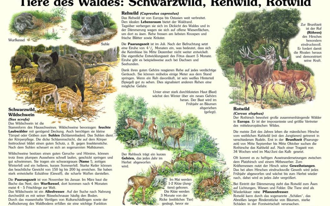 Naturlehrpfad 17. Schwarz- Reh- und Rotwild Naturlehrpfad 17. Schwarz- Reh- und Rotwild
