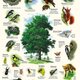 Naturlehrpfad 15. Der Baum Naturlehrpfad 15. Der Baum