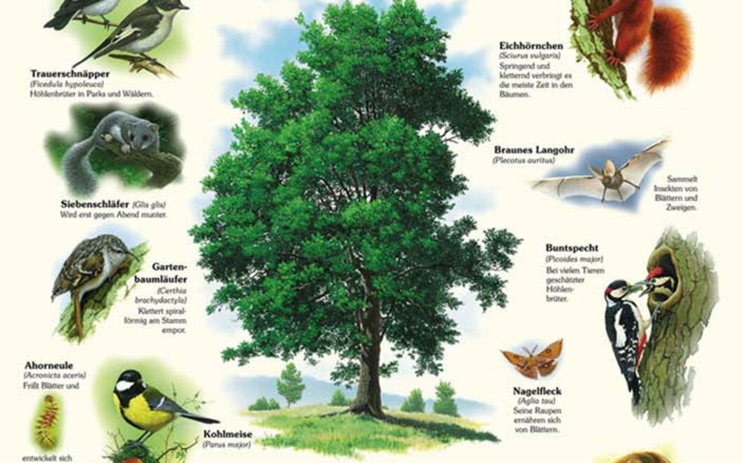 Naturlehrpfad 15. Der Baum Naturlehrpfad 15. Der Baum