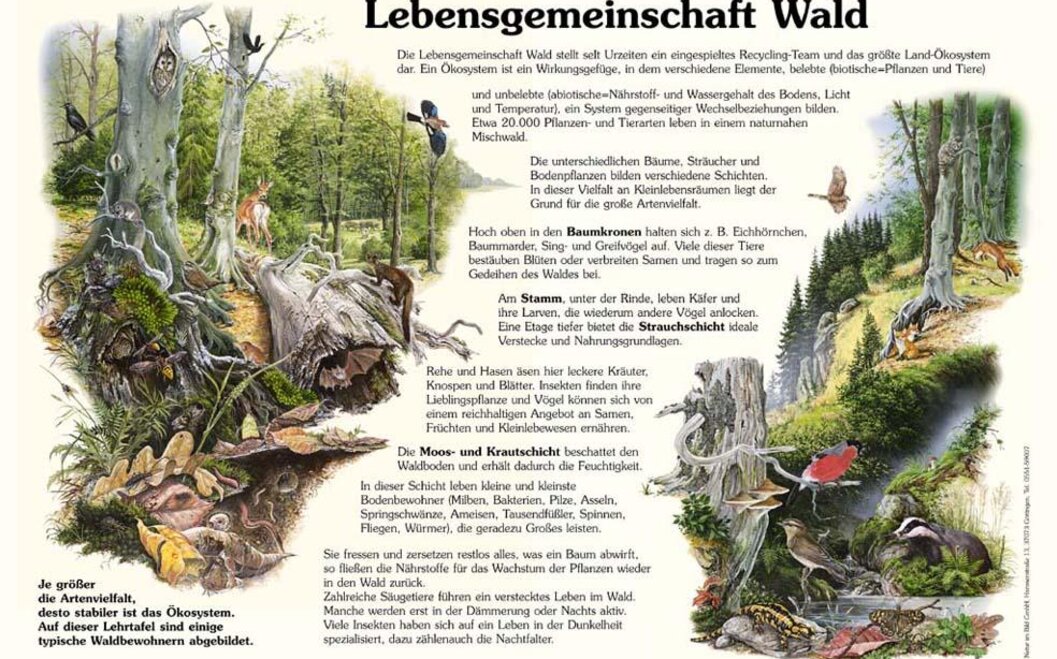 Naturlehrpfad 13. Lebensgemeinschaft Wald Naturlehrpfad 13. Lebensgemeinschaft Wald