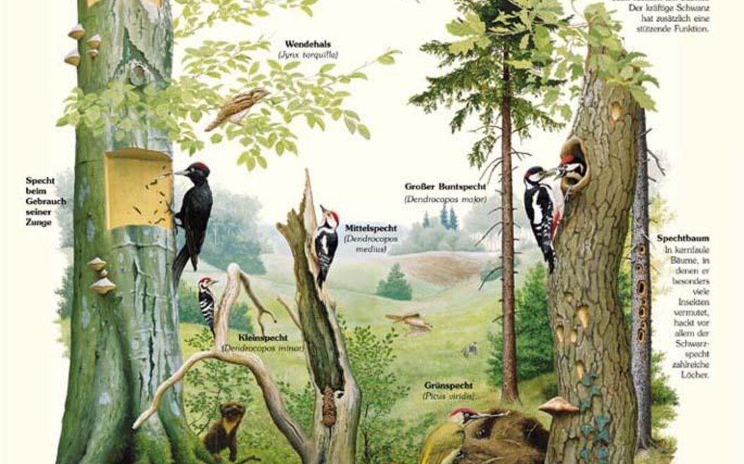Naturlehrpfad 12. Spechte in ihren Lebensräumen Naturlehrpfad 12. Spechte in ihren Lebensräumen