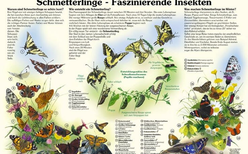 Naturlehrpfad 10. Schmetterlinge Naturlehrpfad 10. Schmetterlinge