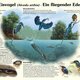 Naturlehrpfad 8. Der Eisvogel Naturlehrpfad 8. Der Eisvogel