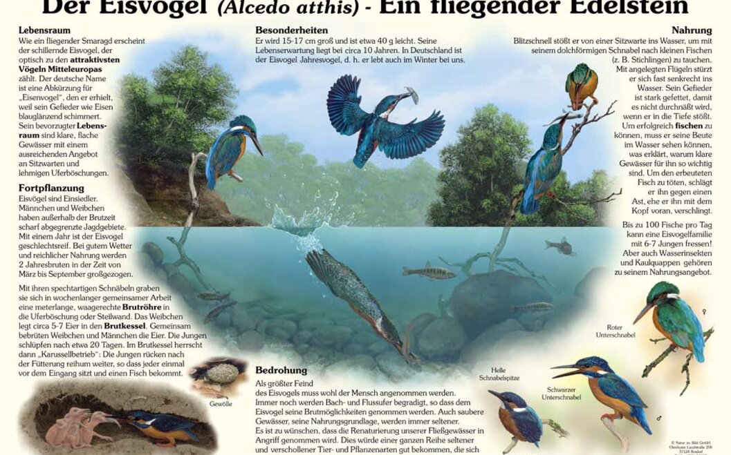 Naturlehrpfad 8. Der Eisvogel Naturlehrpfad 8. Der Eisvogel