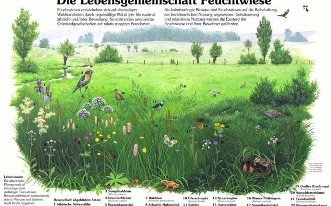 Naturlehrpfad 7. Lebensgemeinschaft - Feuchtwiese Naturlehrpfad 7. Lebensgemeinschaft - Feuchtwiese