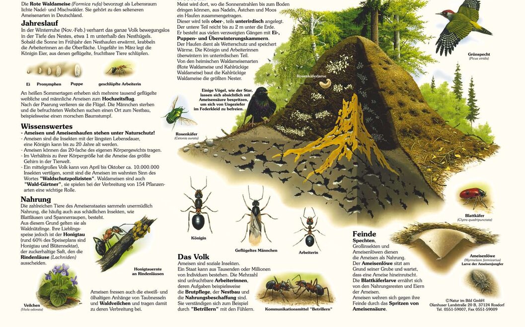 Naturlehrpfad 6. Amphibien und Libellen Naturlehrpfad 6. Amphibien und Libellen