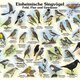 Naturlehrpfad 5. Einheimische Singvögel Naturlehrpfad 5. Einheimische Singvögel