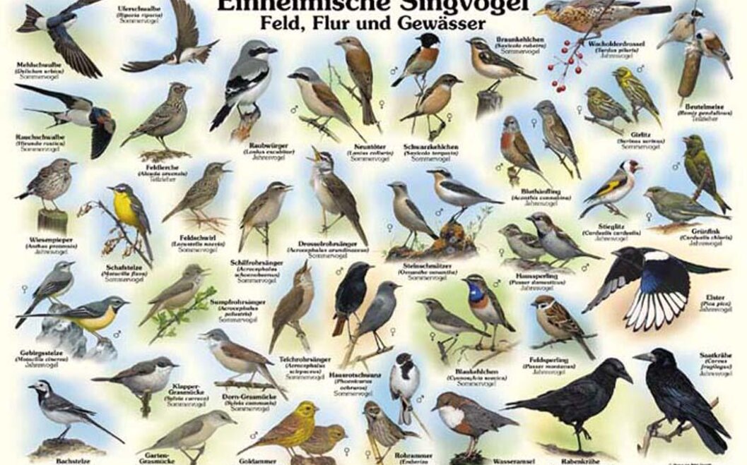 Naturlehrpfad 5. Einheimische Singvögel Naturlehrpfad 5. Einheimische Singvögel