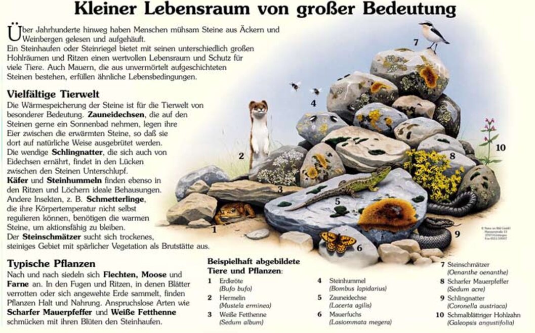 Naturlehrpfad 3. Der Steinhaufen Naturlehrpfad 3. Der Steinhaufen