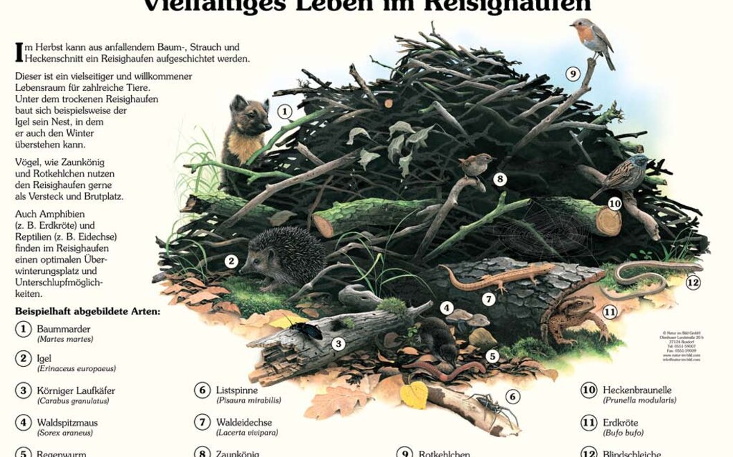 Naturlehrpfad 2. Vielfältiges Leben im Reisighaufen Naturlehrpfad 2. Vielfältiges Leben im Reisighaufen
