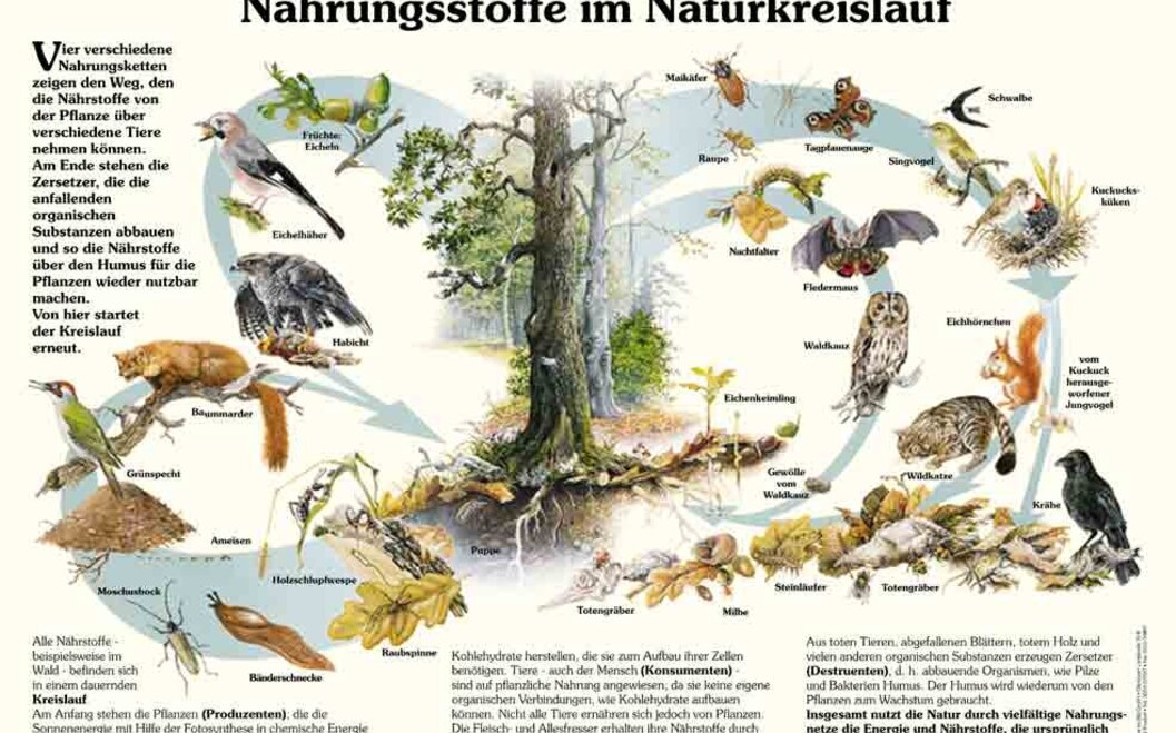 Naturlehrpfad 1. Nahrungsstoffe im Naturkreislauf Naturlehrpfad 1. Nahrungsstoffe im Naturkreislauf